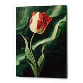 Carmine Mystery Tulip Canvas Wall Art Print And Mounted
